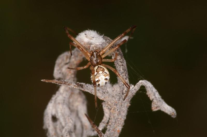 Latrodectus_hasselti_D7179_Z_89_Kidmans camp_Australie.jpg